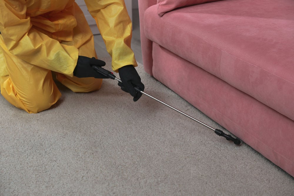 Spraying Insecticide under Sofa - Carpet Cleaning in Rockhampton, QLD