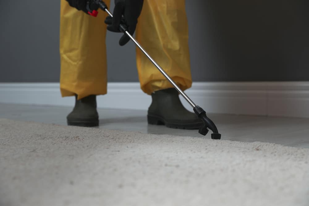 Pest Control Spray - Carpet Cleaning in Rockhampton, QLD